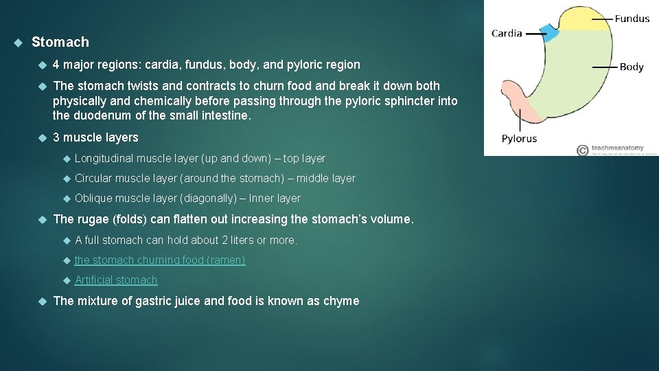  Stomach 4 major regions: cardia, fundus, body, and pyloric region The stomach twists