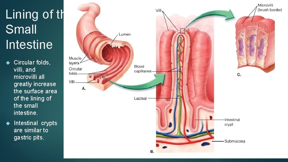 Lining of the Small Intestine Circular folds, villi, and microvilli all greatly increase the