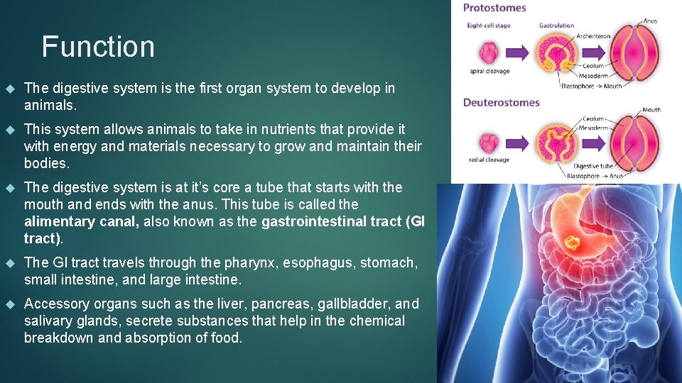 Function The digestive system is the first organ system to develop in animals. This