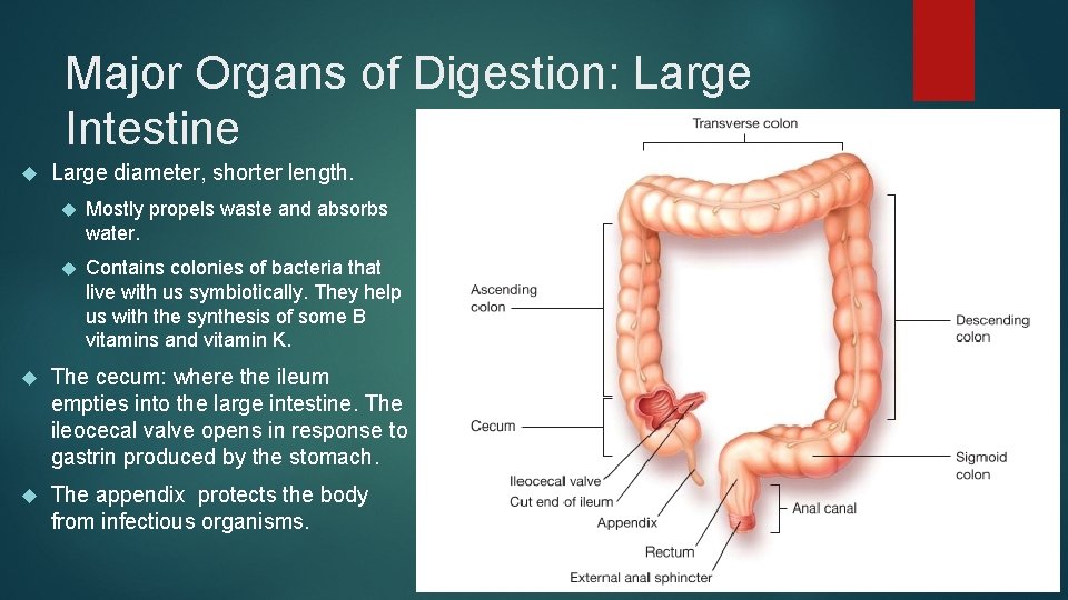 Major Organs of Digestion: Large Intestine Large diameter, shorter length. Mostly propels waste and