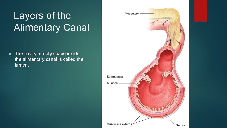 Layers of the Alimentary Canal The cavity, empty space inside the alimentary canal is