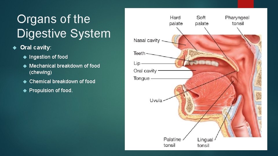 Organs of the Digestive System Oral cavity: Ingestion of food Mechanical breakdown of food