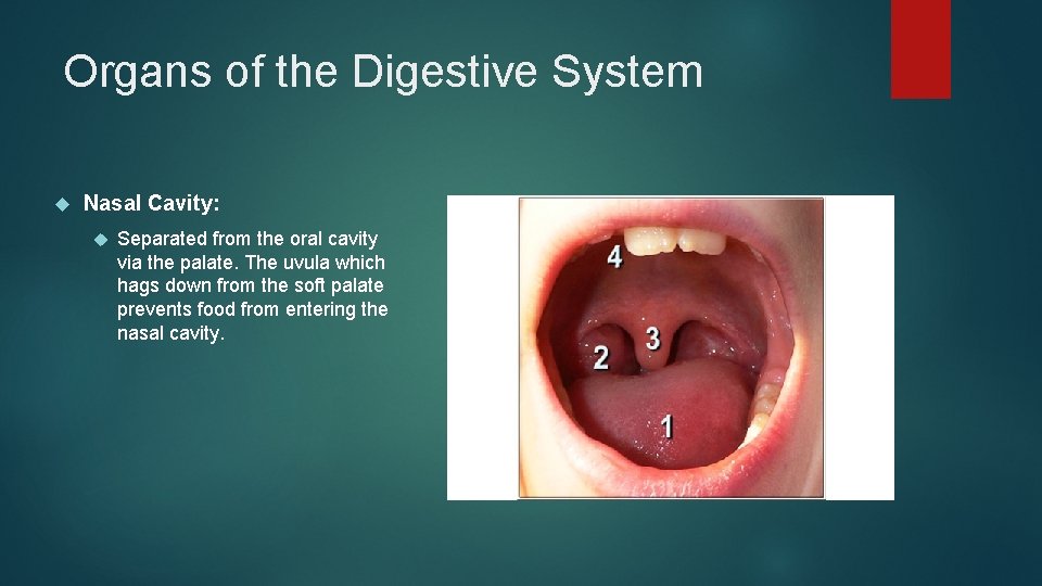 Organs of the Digestive System Nasal Cavity: Separated from the oral cavity via the