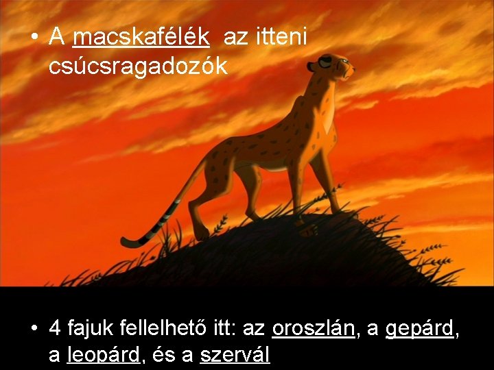  • A macskafélék az itteni csúcsragadozók • 4 fajuk fellelhető itt: az oroszlán,