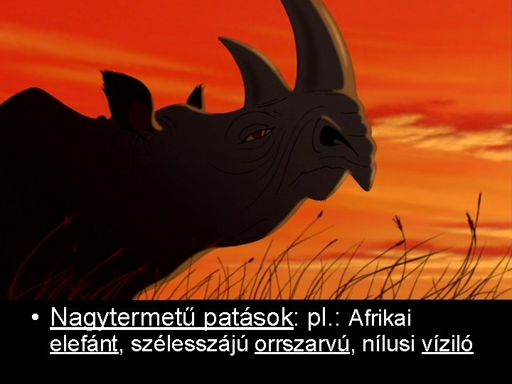  • Nagytermetű patások: pl. : Afrikai elefánt, szélesszájú orrszarvú, nílusi víziló 