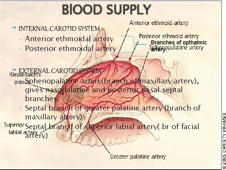 Bl. OOD SUPPLY INTERNAL CAROTID SYSTEM ◦ Anterior ethmoidal artery ◦ Posterior ethmoidal artery
