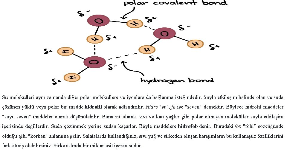 Su molekülleri aynı zamanda diğer polar moleküllere ve iyonlara da bağlanma isteğindedir. Suyla etkileşim