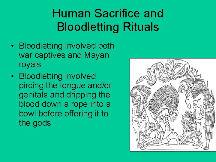 Human Sacrifice and Bloodletting Rituals • Bloodletting involved both war captives and Mayan royals