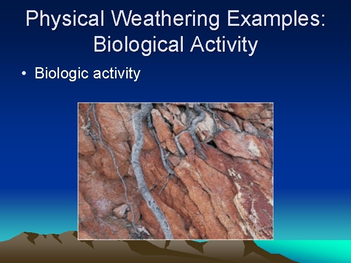 Physical Weathering Examples: Biological Activity • Biologic activity 