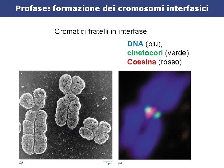 Profase: formazione dei cromosomi interfasici Cromatidi fratelli in interfase DNA (blu), cinetocori (verde) Coesina