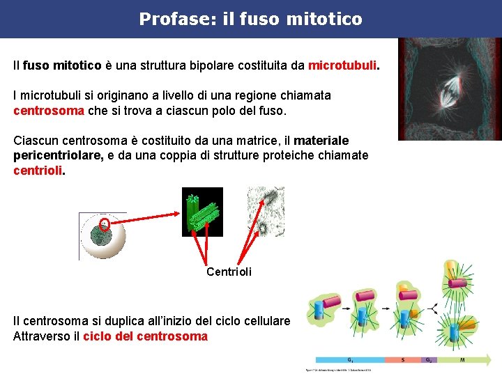 Profase: il fuso mitotico Il fuso mitotico è una struttura bipolare costituita da microtubuli.