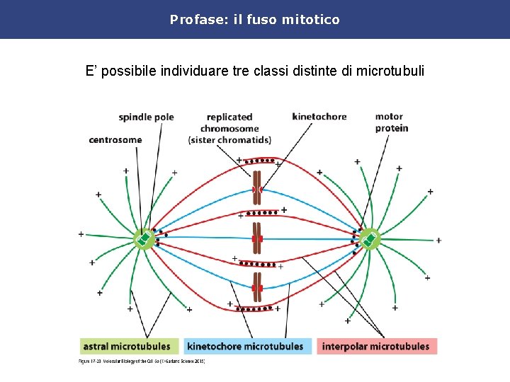 Profase: il fuso mitotico E’ possibile individuare tre classi distinte di microtubuli 