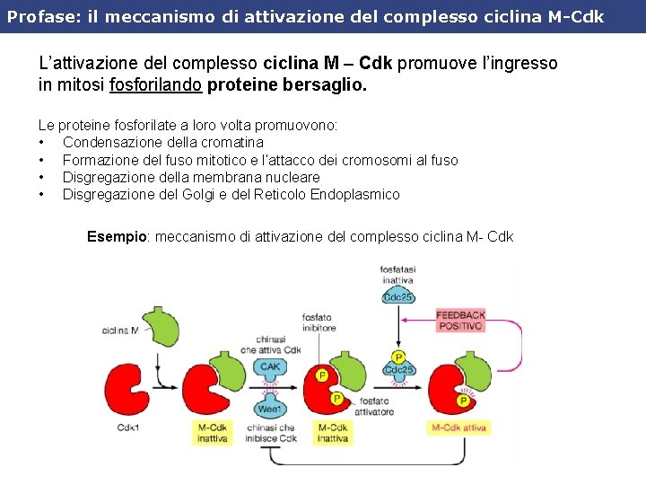 Profase: il meccanismo di attivazione del complesso ciclina M-Cdk L’attivazione del complesso ciclina M