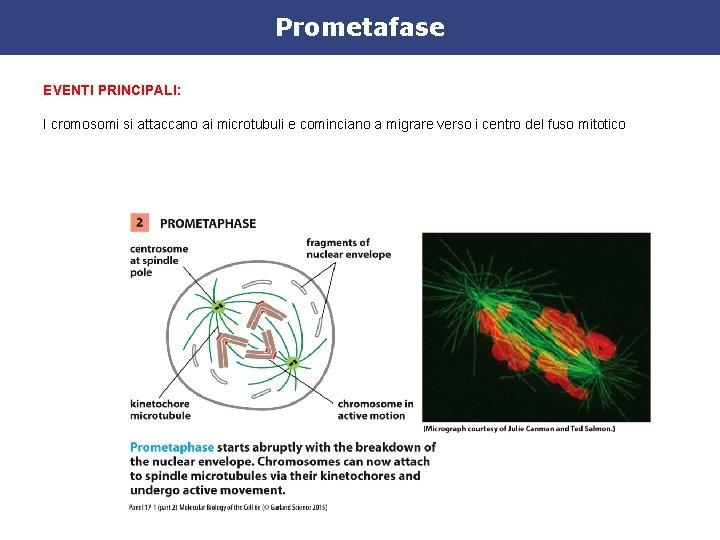 Prometafase EVENTI PRINCIPALI: I cromosomi si attaccano ai microtubuli e cominciano a migrare verso