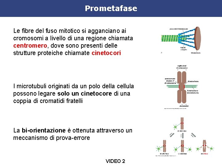 Prometafase Le fibre del fuso mitotico si agganciano ai cromosomi a livello di una