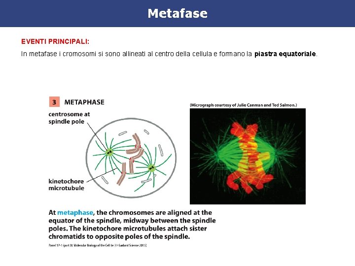 Metafase EVENTI PRINCIPALI: In metafase i cromosomi si sono allineati al centro della cellula Metafase EVENTI PRINCIPALI: In metafase i cromosomi si sono allineati al centro della cellula