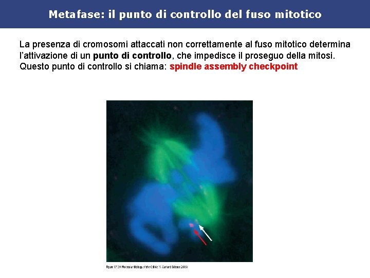 Metafase: il punto di controllo del fuso mitotico La presenza di cromosomi attaccati non