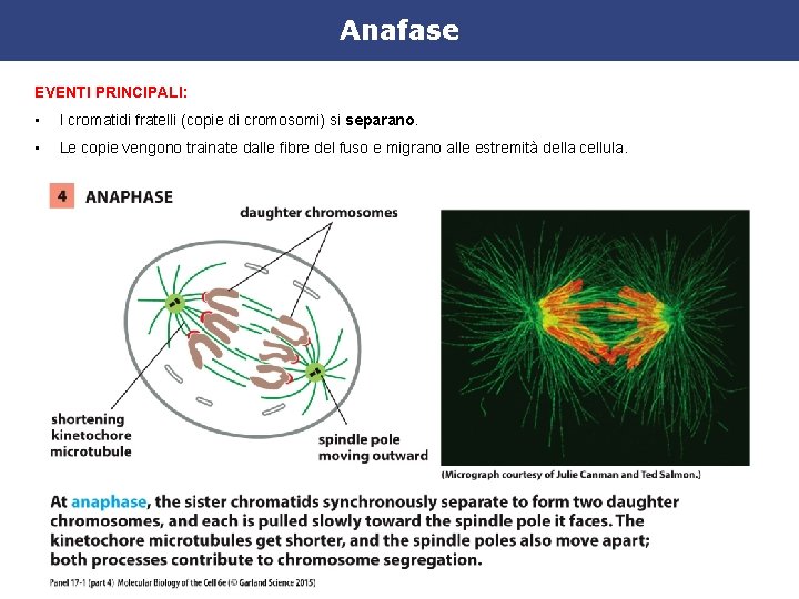 Anafase EVENTI PRINCIPALI: • I cromatidi fratelli (copie di cromosomi) si separano. • Le