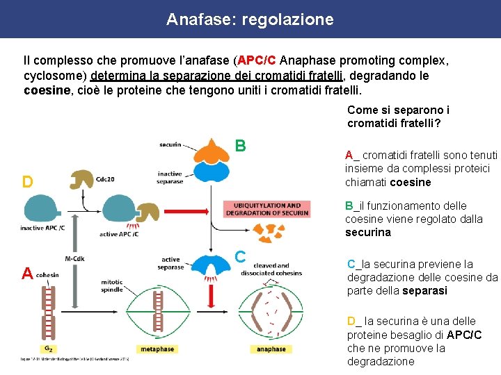Anafase: regolazione Il complesso che promuove l’anafase (APC/C Anaphase promoting complex, cyclosome) determina la