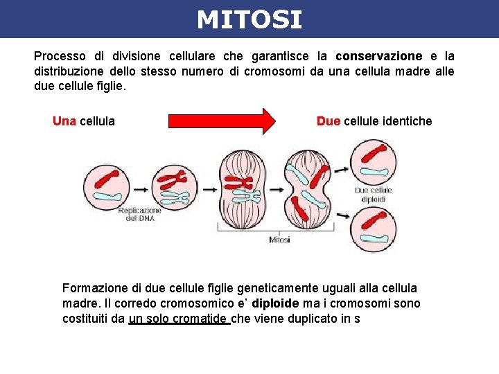 MITOSI Processo di divisione cellulare che garantisce la conservazione e la distribuzione dello stesso MITOSI Processo di divisione cellulare che garantisce la conservazione e la distribuzione dello stesso
