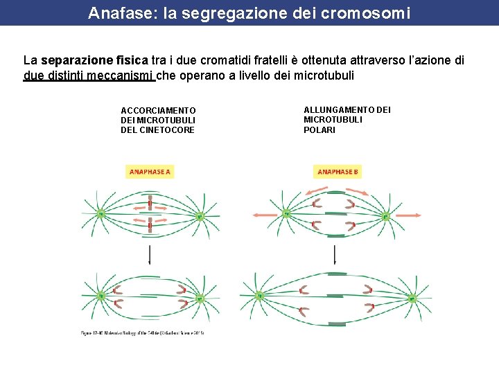 Anafase: la segregazione dei cromosomi La separazione fisica tra i due cromatidi fratelli è