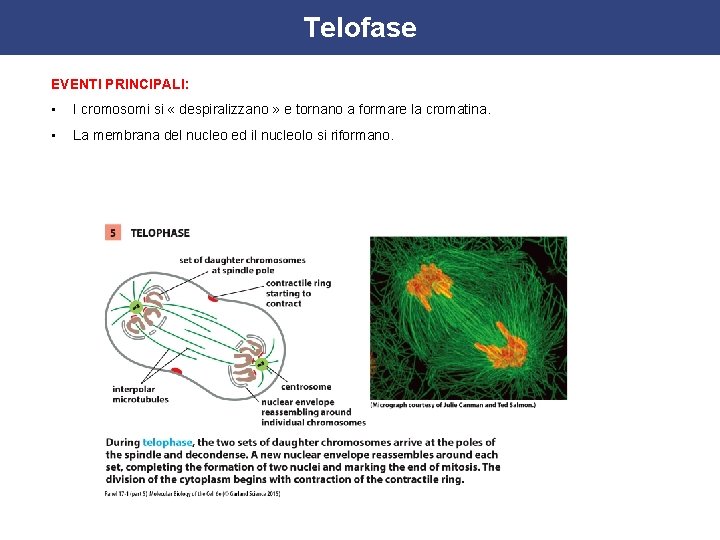 Telofase EVENTI PRINCIPALI: • I cromosomi si « despiralizzano » e tornano a formare