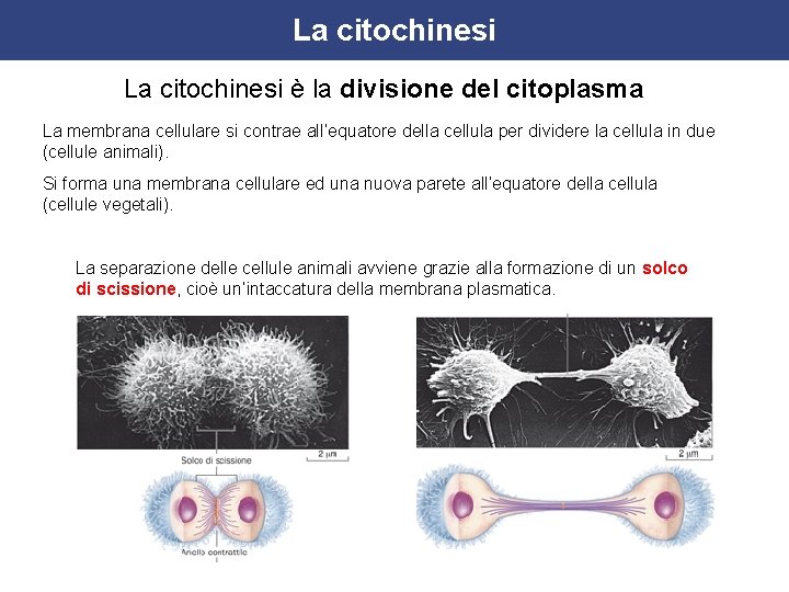 La citochinesi è la divisione del citoplasma La membrana cellulare si contrae all’equatore della