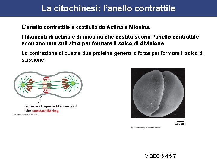 La citochinesi: l’anello contrattile L’anello contrattile è costituito da Actina e Miosina. I filamenti