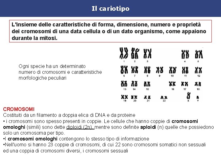 Il cariotipo L'insieme delle caratteristiche di forma, dimensione, numero e proprietà dei cromosomi di