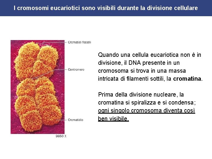 I cromosomi eucariotici sono visibili durante la divisione cellulare Quando una cellula eucariotica non