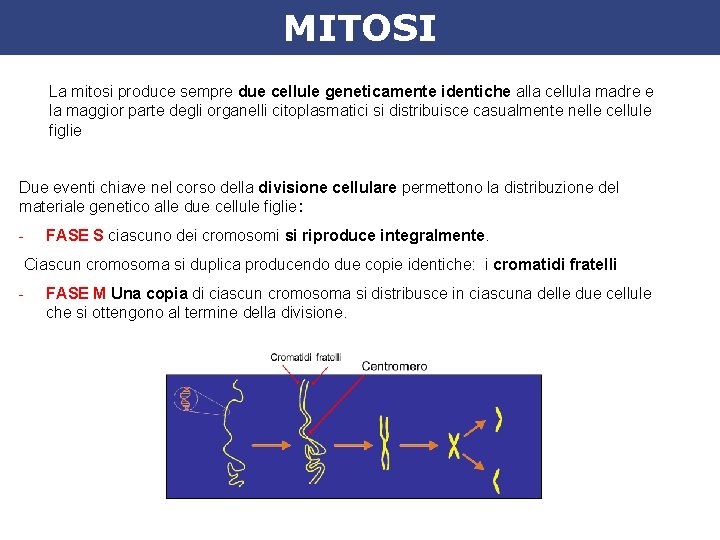 MITOSI La mitosi produce sempre due cellule geneticamente identiche alla cellula madre e la