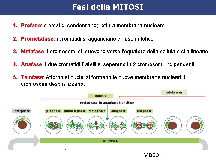 Fasi della MITOSI 1. Profase: cromatidi condensano; rottura membrana nucleare 2. Prometafase: i cromatidi