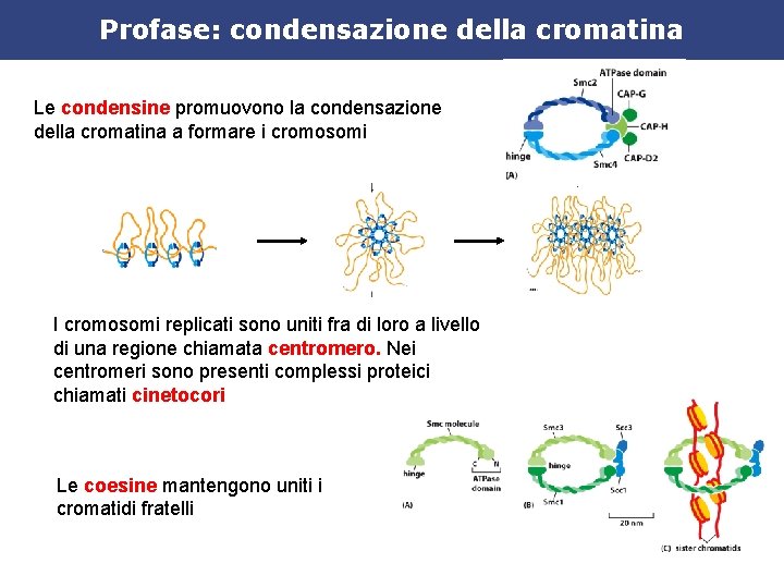 Profase: condensazione della cromatina Le condensine promuovono la condensazione della cromatina a formare i