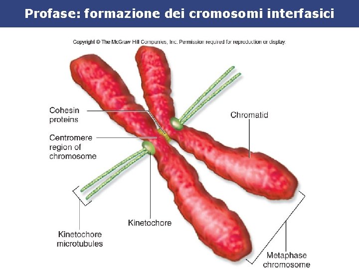 Profase: formazione dei cromosomi interfasici 