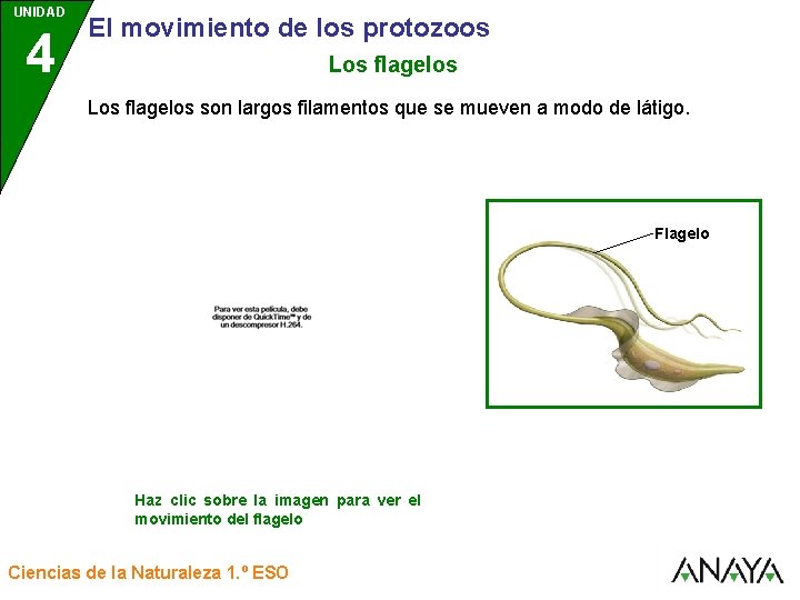 UNIDAD 4 3 El movimiento de los protozoos Los flagelos son largos filamentos que