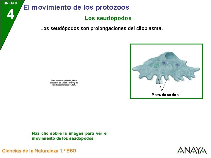 UNIDAD 4 3 El movimiento de los protozoos Los seudópodos son prolongaciones del citoplasma.