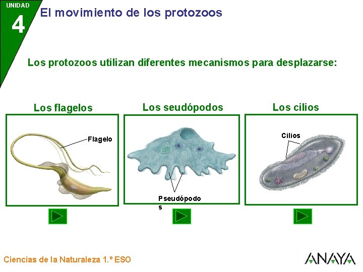 UNIDAD 4 3 El movimiento de los protozoos Los protozoos utilizan diferentes mecanismos para