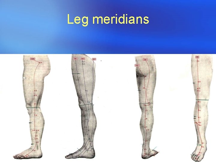 Leg meridians 