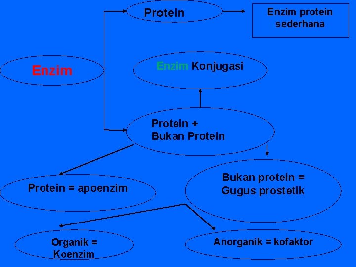 Protein Enzim protein sederhana Enzim Konjugasi Protein + Bukan Protein = apoenzim Organik =