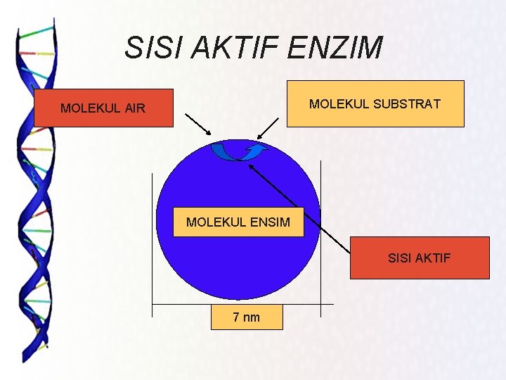 SISI AKTIF ENZIM MOLEKUL SUBSTRAT MOLEKUL AIR MOLEKUL ENSIM SISI AKTIF 7 nm 