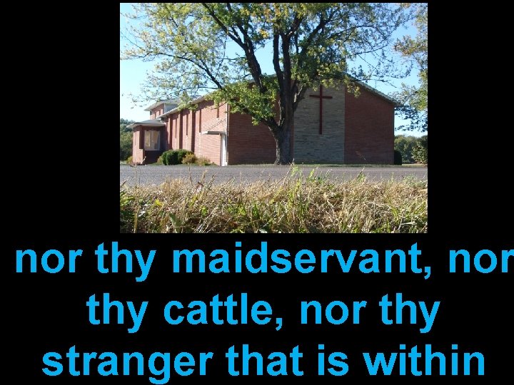 nor thy maidservant, nor thy cattle, nor thy stranger that is within 