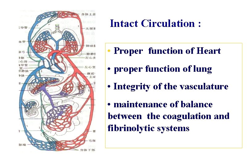 Intact Circulation : • Proper function of Heart • proper function of lung •