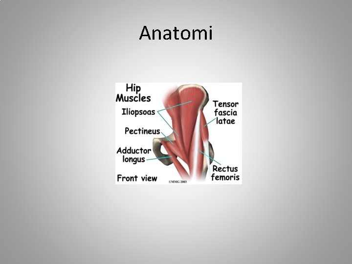 Anatomi 