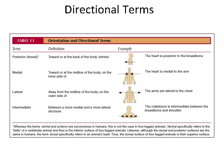 Directional Terms 