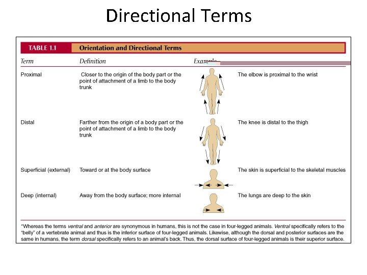 Directional Terms 