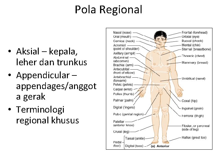 Pola Regional • Aksial – kepala, leher dan trunkus • Appendicular – appendages/anggot a