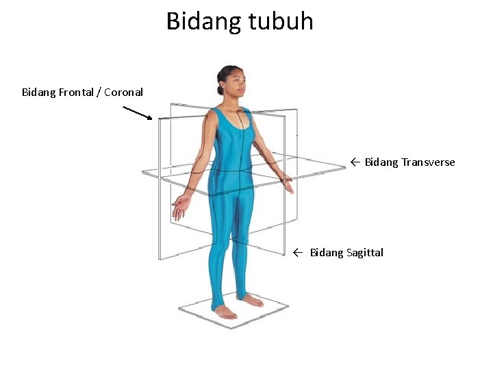 Bidang tubuh Bidang Frontal / Coronal ← Bidang Transverse ← Bidang Sagittal 