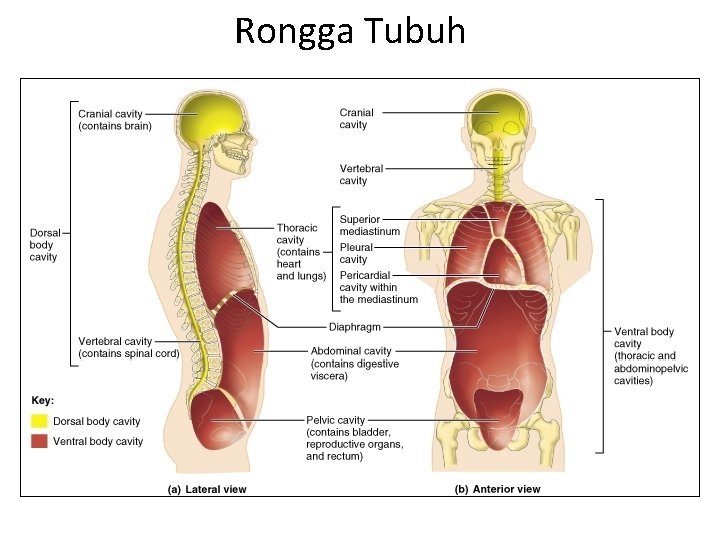 Rongga Tubuh 