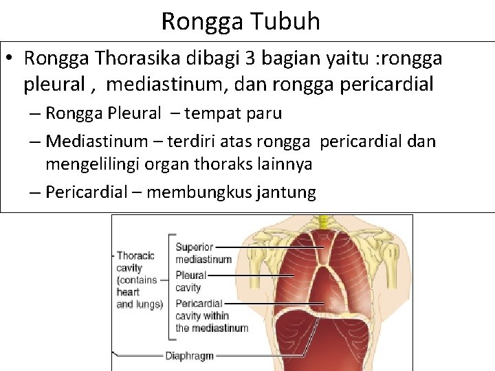 Rongga Tubuh • Rongga Thorasika dibagi 3 bagian yaitu : rongga pleural , mediastinum,