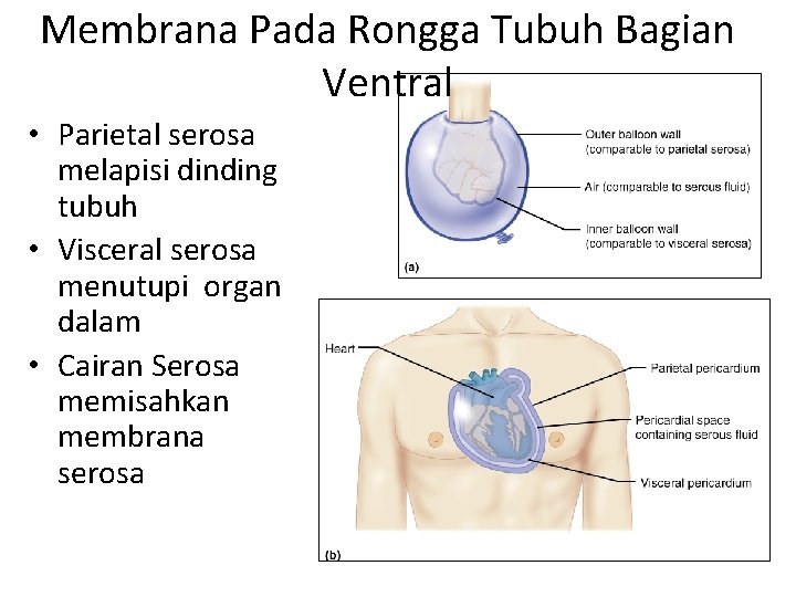 Membrana Pada Rongga Tubuh Bagian Ventral • Parietal serosa melapisi dinding tubuh • Visceral